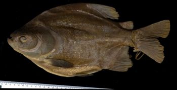 Media type: image; Ichthyology 23420